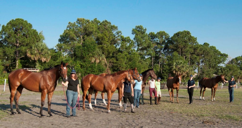 The ladies and their OTTBs gather for a good time.