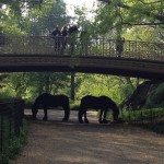 Parks horses taking a hay break, Central Park