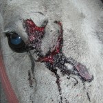 A gray filly sustained a cut to the bone