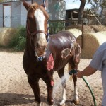 Texas horse nicknamed Dragster