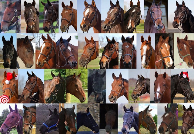 38 of the 41 horses who found new homes last month