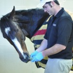 Rachel Alexandra is hand fed at Rood & Riddle Equine Hospital. Photo provided by Rood & Riddle
