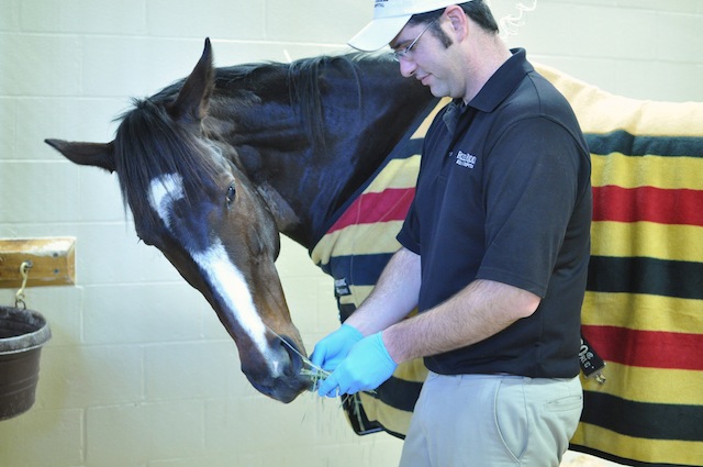Rachel Alexandra is hand fed at Rood & Riddle Equine Hospital. Photo provided by Rood & Riddle