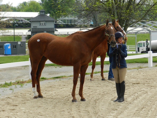 The great Train Robbery stands quietly at an in-hand class at Kentucky Horse Park