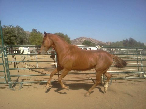 Norco Pal is one of many Thoroughbreds Murrell has helped rescue