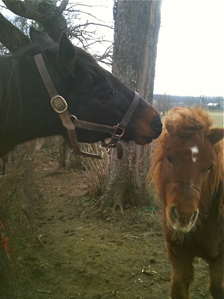 Elmhurst plays with his pal Redman at Our Mims Horse Haven