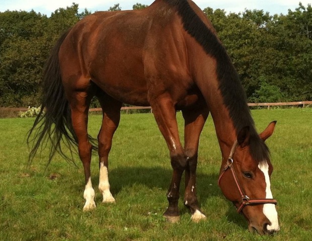Run For Us Gump, a.k.aa. Dash is a 2005 gelding recovered  from Lyme after 90 days of 45 doxycycline pills twice a day.