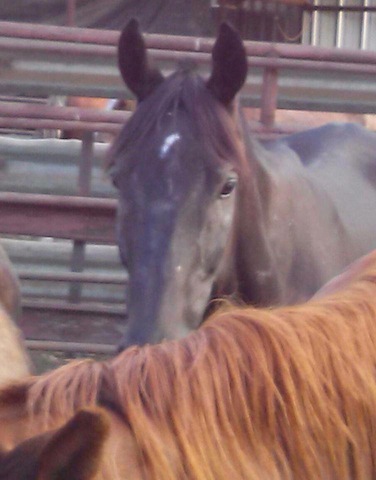 Handsomely was spotted last week at an auction in Texas