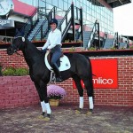 Bold Vindication was adopted via New Vocations and re-trained for basic dressage by Suzanne Wepplo in 8 weeks. Shown here at Steuart Pittman's Pimlico Thoroughbred symposium