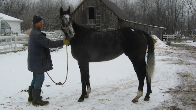Her pelvis broken, E.Z. Irish arrives at Mindy Lovell's Canadian farm last winter