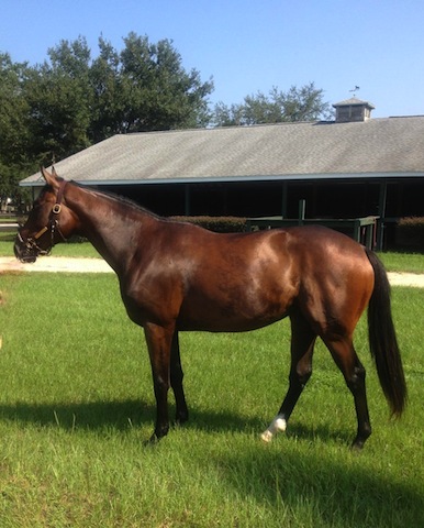 Race filly Great Cross helped drive membership in The Exceller Fund