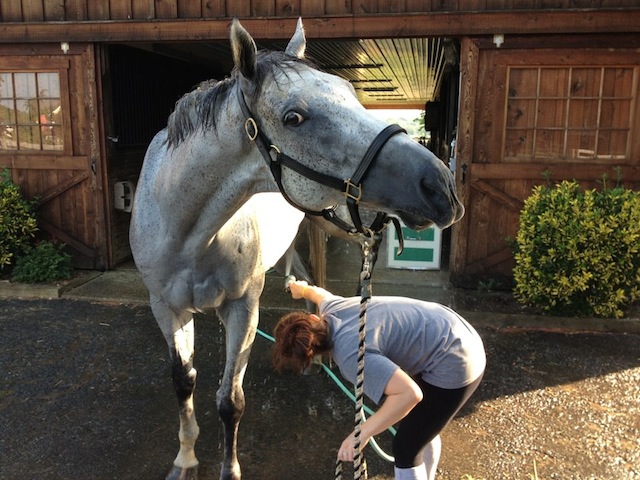 Home with his adoring owner, Helios gets a refreshing hose down