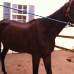 Pulsion shortly after his rescue from a Kentucky field a year ago