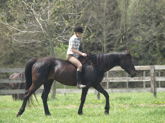 There is a connection between the horse and rider that formed with natural horsemanship training
