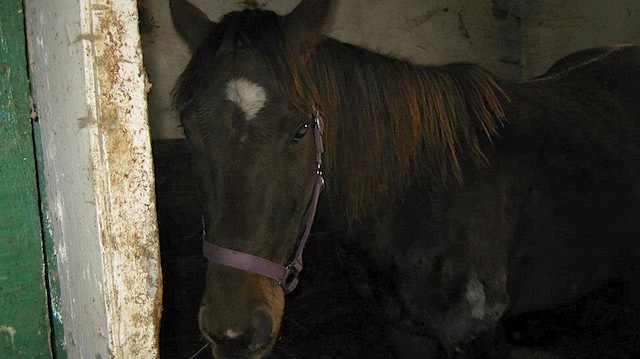 Sneakin Sally was one of nine horses rescued by Mindy Lovell of Ontario last year on a grim winter day