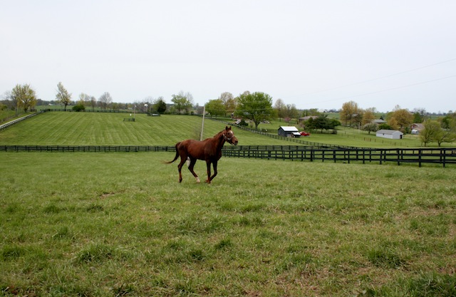 Verifiable in his paddock, where he spent a very happy year of life