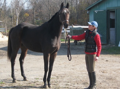 Mindy Lovell, pictured with OTTB Angel, has started a fundraising campaign to keep her 43 rescue horses fed this winter