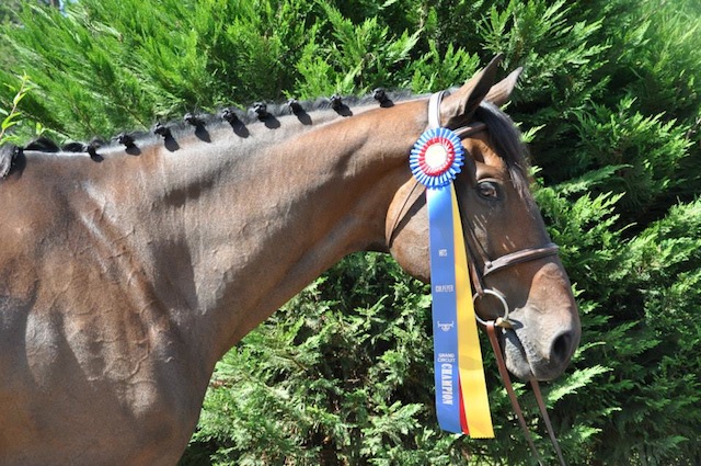 Gunner, a half-Thoroughbred, has become a jumping phenom. Photo by Andra Rudershausen