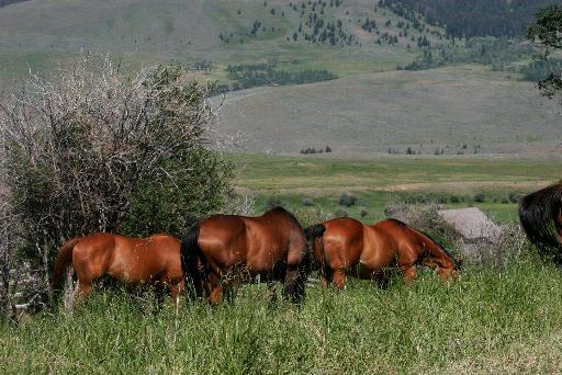 Some of the herd at the TRF include Momentous Drive, Puzzle Girl and Shomrins Guard, shown here at Grizzly Creek