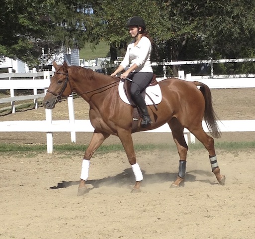 The plan is to train Noble as a dressage mount