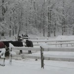 Blanketed, fluffy horses enjoy the snow at Mindy Lovell's Ontario re-homing farm