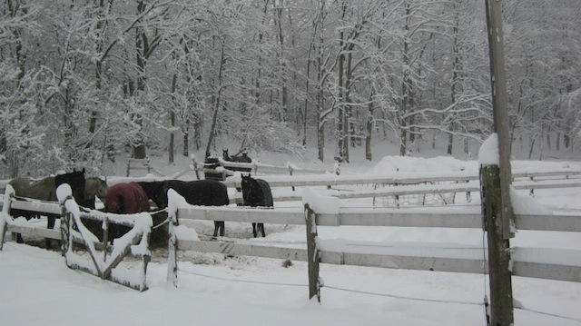 Blanketed, fluffy horses enjoy the snow at Mindy Lovell's Ontario re-homing farm