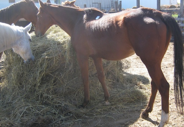 Reiki was in foal as she tried to nourish herself last September on her way to slaughter