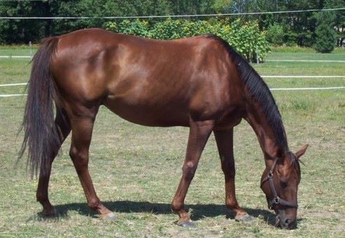 Chance pulled through, and though he'll never be a riding horse, he has found a permanent home with the charity named for him: Another Chance Rescue