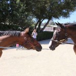 Mr. Wolverine, left, meets up with Lava Man at a War Horse schooling show at the Thoroughbred Classic Horse Show in California
