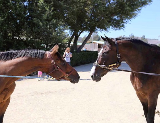 Mr. Wolverine, left, meets up with Lava Man at a War Horse schooling show at the Thoroughbred Classic Horse Show in California