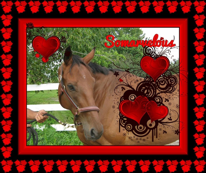 Following the successful hay/grain fundraiser in December, Mindy Lovell of Transitions Thoroughbreds in Ontario readies for a Valentine's Day fundraiser