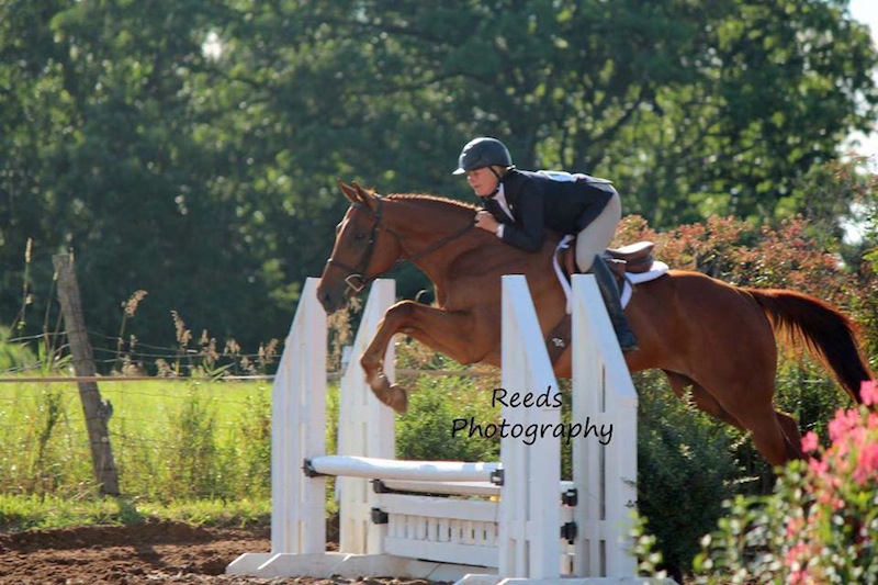 Prodigioso jumps in 2-foot-9 green horse show Aug. 10. Photo courtesy Reeds Photography