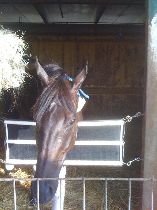 Handsomely in his race days. Photo courtesy Cassandra Buckley