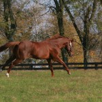 Smarty Jones, pictured in his days at Three Chimneys Farm, inspired a group of ladies to help