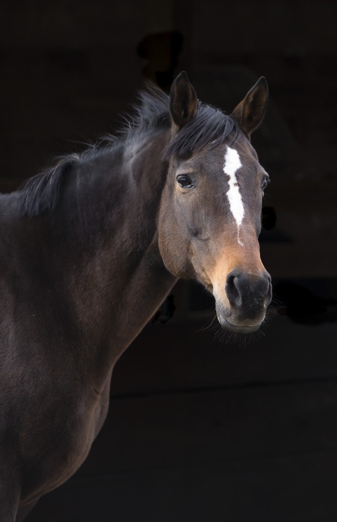 Press Exclusive's physical beauty belies the horror she face en route to slaughter. Her eyes still show slight tearing, from where she was trampled on a slaughter-bound truck. She is safe and thriving at Equine Advocates in Upstate N.Y. Photo by Nousha Salimi
