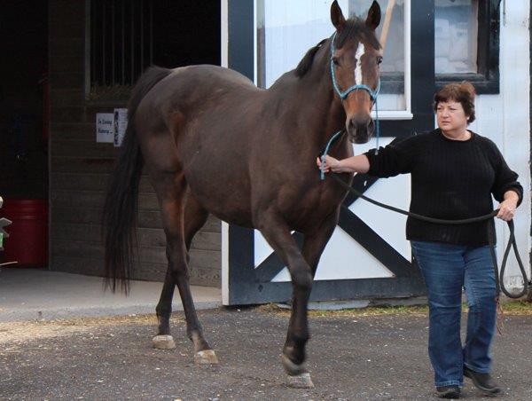 Susan Wagner of Equine Advocates says Press Exclusive looked like a movie star on the day she arrived at Equine Advocates, and she credits Mindy Lovell of Transitions Thoroughbreds for that great condition.