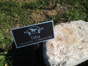 The ashes of Taba Dance will be buried next to her dam Taba on the farm