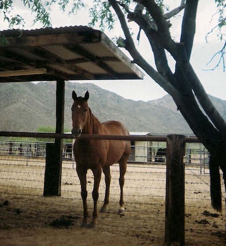 General Biltmore enjoys retirement at TCA-funded charity Equine Encore Foundation or Arizona