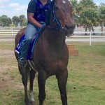 Hollywood Left, shown at Florida TRAC, is said to be a blue collar racehorse who always "showed up" for his 100 starts.