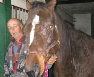 This was Press Exclusive's condition after the mare fell en route to slaughter, and was trampled by other scared horses. She was rescued and restored to health by Mindy Lovell of Transitions Thoroughbreds in Canada.
