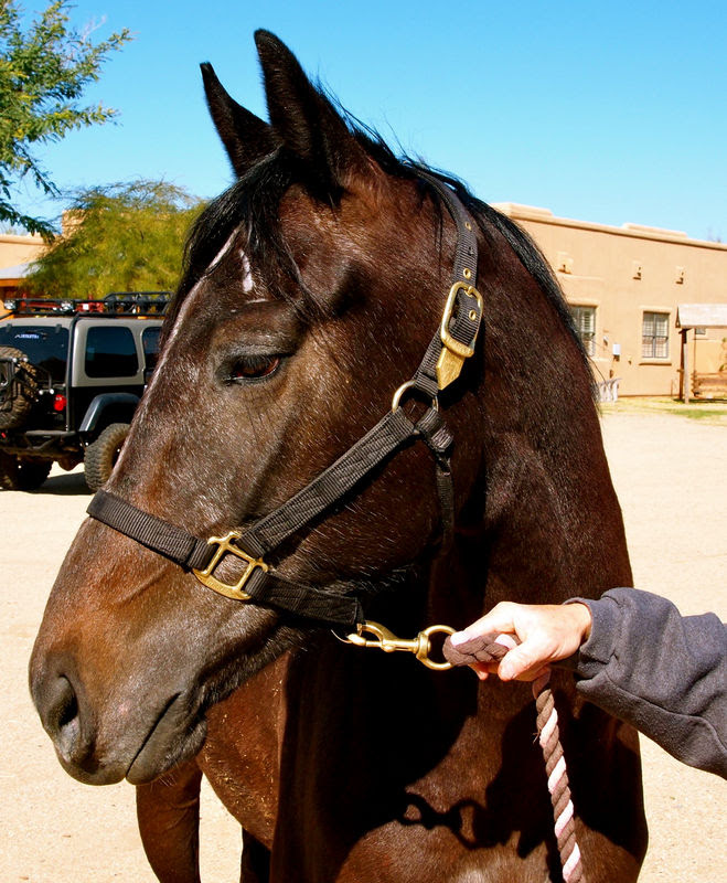 Devgru's life has been surrounded by military connections. It is fitting he now services as a therapy horse for veterans and first responders.
