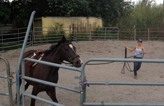 Midnight has been learning to slow her stride as she re-trains to be a lesson horse.