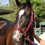 Midnight Parade was rescued by the South Florida SPCA in November 2012 after she ran from the East Everglades area towing a 150-gallon planter tied to her halter.