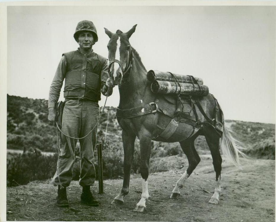Sgt. Reckless carried out 51 missions in the Korean War,  bring supplies and ammunition to her fellow soldiers.