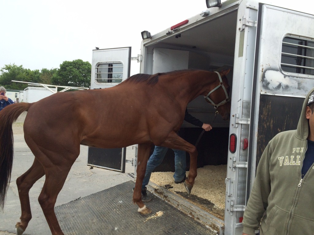 Marco is loaded on the trailer to make the trip to Clermont Farms in NY.