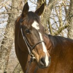 Themanmythnlegend, nicknamed Manny, was the catalyst in a new partnership between racehorse charities Second Call and New Vocations.