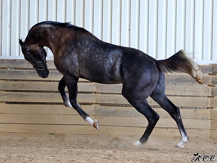 How this New Vocations horse looks, as though jumping with joy, reflects the mood at New Vocations since the generous donation was made. Photo by Aubrey Crosby of ACE Photography.
