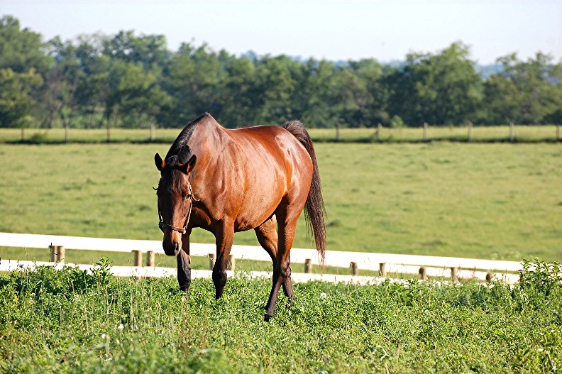 The natural beauty of horses in the Kentucky bluegrass inspired Rick Capone to pick up his camera.