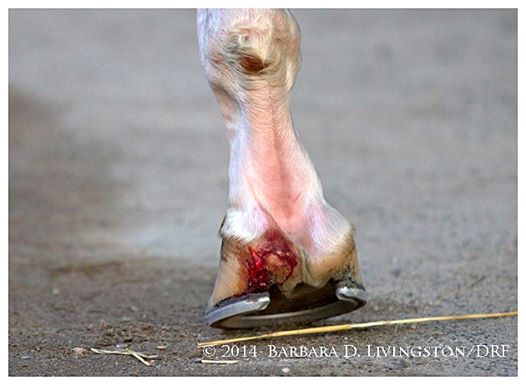 California Chrome's injured right foot, shown in this photo by Barbara Livingston, is considered to be very painful.