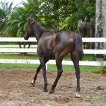 Maggie's Shamrock was among six Thoroughbred broodmares seized June 1 and handed over to the South Florida SPCA. Photo by Grace Delanoy